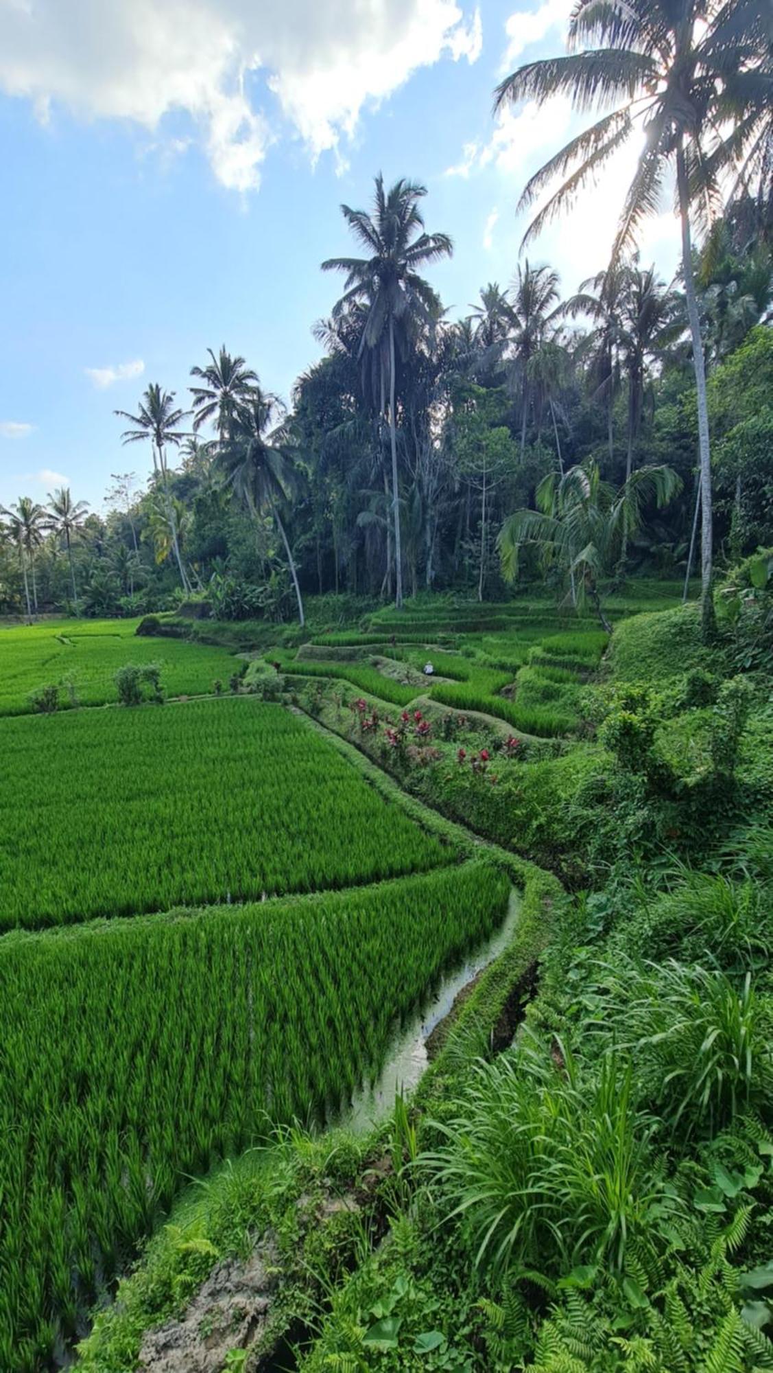Tirta Sari Villa Tampaksiring Dış mekan fotoğraf